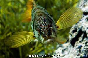 Don't come closer !! by Rico Besserdich 